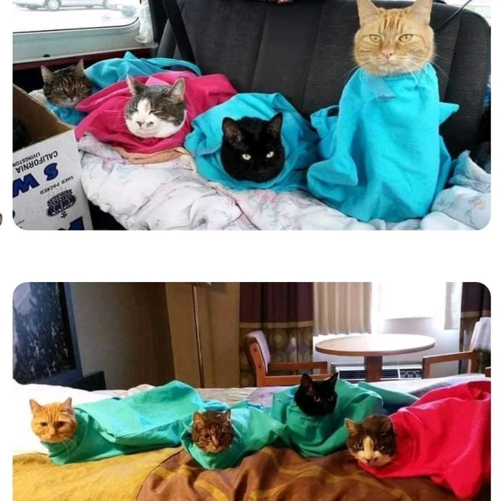 Cat-in-the-bag-Green. cat carriers soft cat bags for travel, medicating